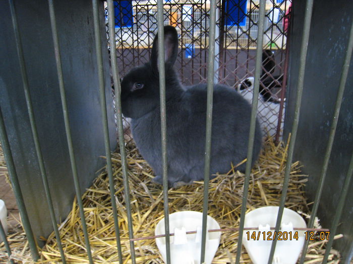 IMG_1732 - Expozitia Nationala din Ungaria 2014