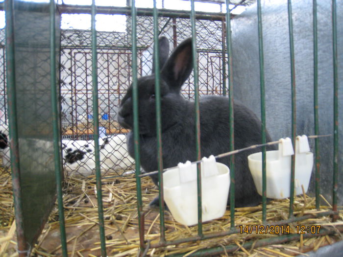 IMG_1733 - Expozitia Nationala din Ungaria 2014