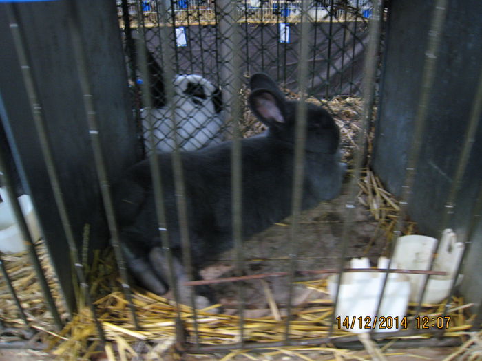 IMG_1735 - Expozitia Nationala din Ungaria 2014