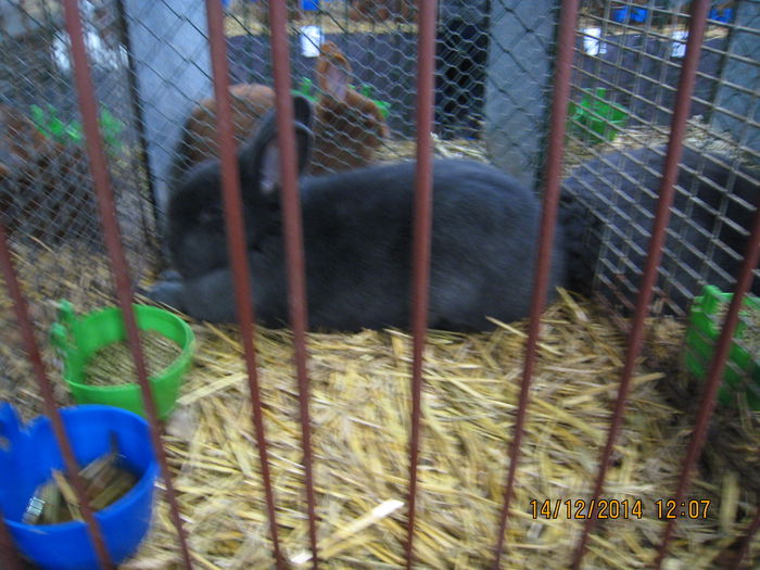 IMG_1736 - Expozitia Nationala din Ungaria 2014