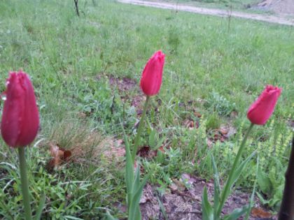 20140424_193806 - Colectie lalele si alte flori de primavara 2014