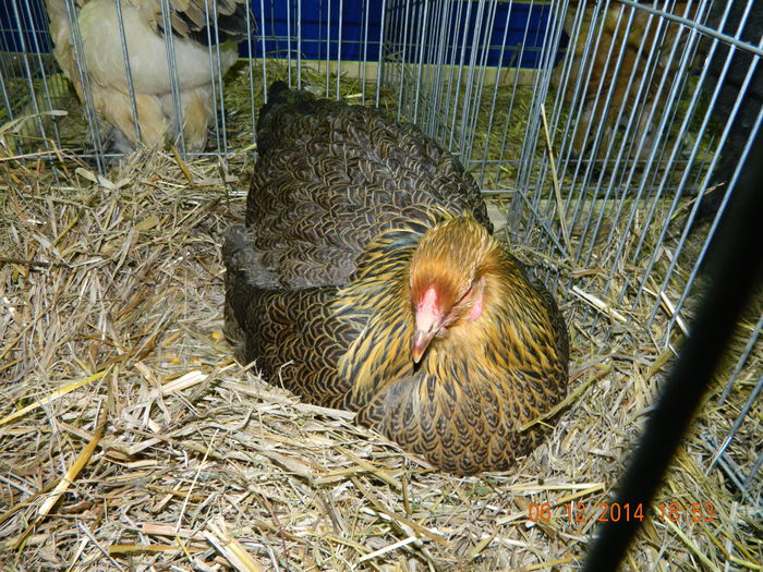 DSCN7658 - Expo Fauna Gorjeana - decembrie 2014