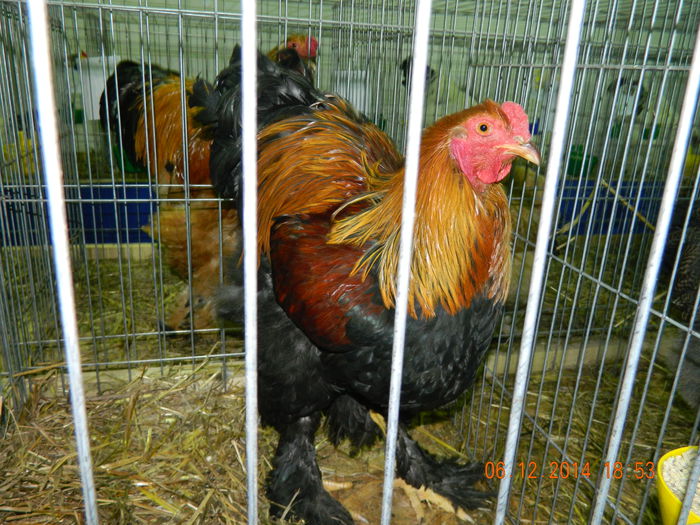 DSCN7659 - Expo Fauna Gorjeana - decembrie 2014