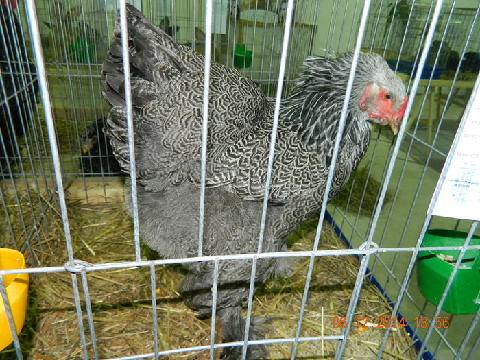 DSCN7669 - Expo Fauna Gorjeana - decembrie 2014