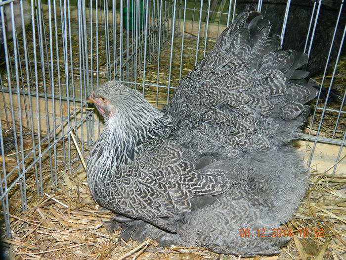 DSCN7671 - Expo Fauna Gorjeana - decembrie 2014