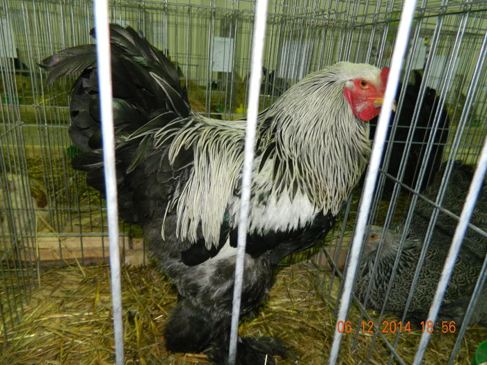 DSCN7672 - Expo Fauna Gorjeana - decembrie 2014