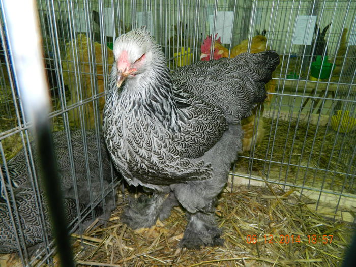 DSCN7674 - Expo Fauna Gorjeana - decembrie 2014
