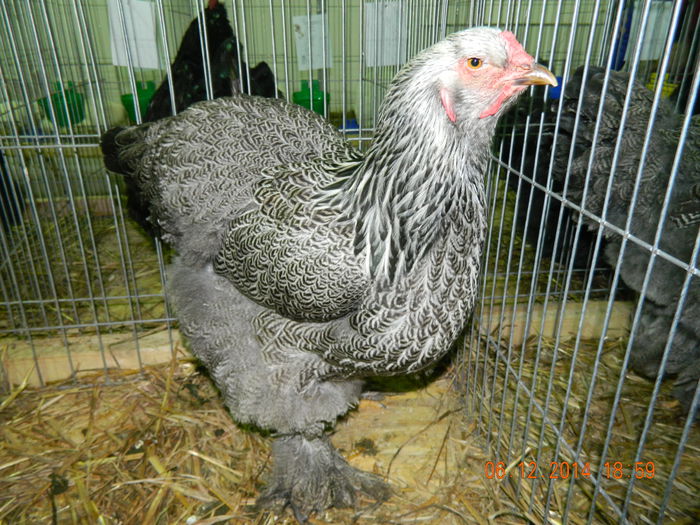 DSCN7688 - Expo Fauna Gorjeana - decembrie 2014