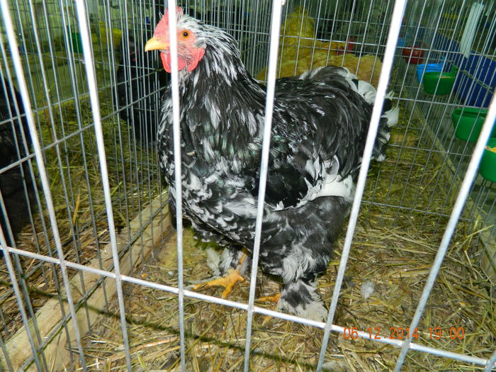 DSCN7693 - Expo Fauna Gorjeana - decembrie 2014