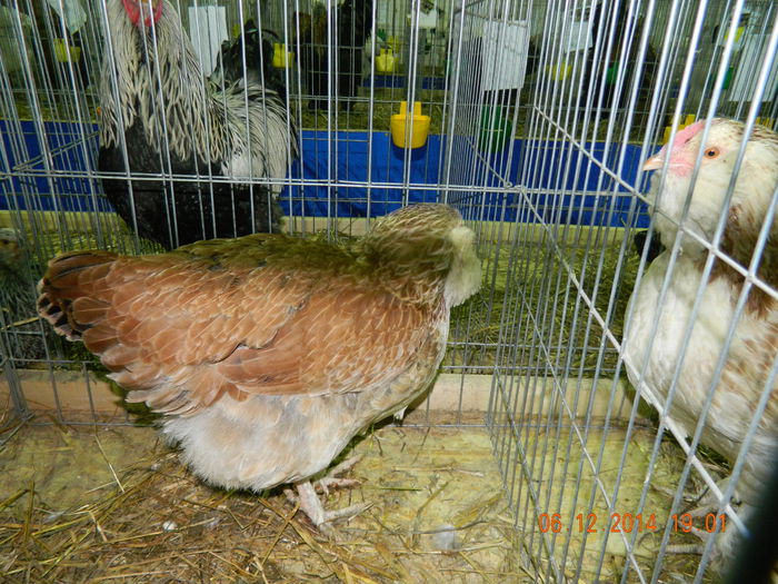 DSCN7699 - Expo Fauna Gorjeana - decembrie 2014