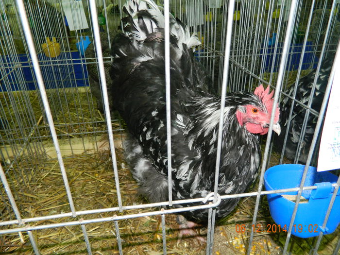 DSCN7703 - Expo Fauna Gorjeana - decembrie 2014