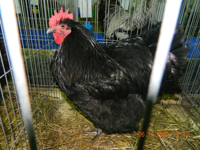 DSCN7709 - Expo Fauna Gorjeana - decembrie 2014