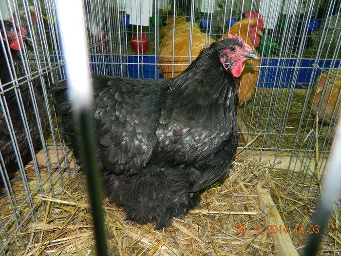 DSCN7713 - Expo Fauna Gorjeana - decembrie 2014