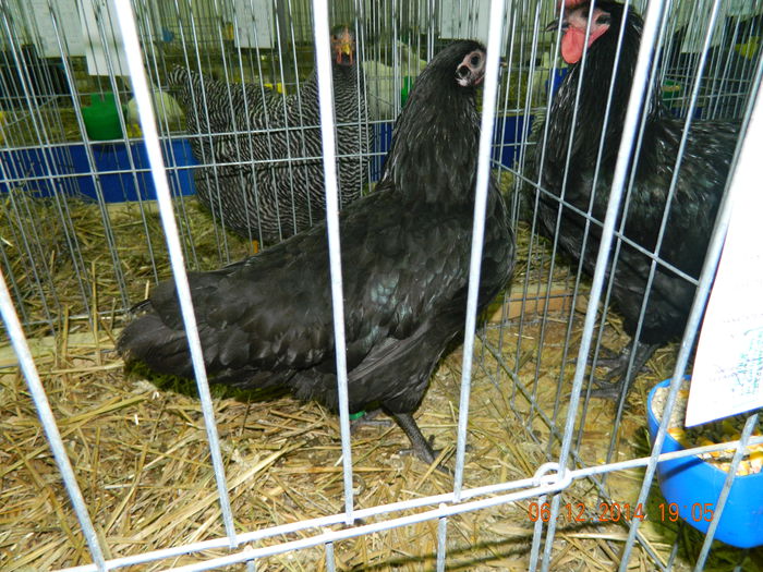 DSCN7721 - Expo Fauna Gorjeana - decembrie 2014