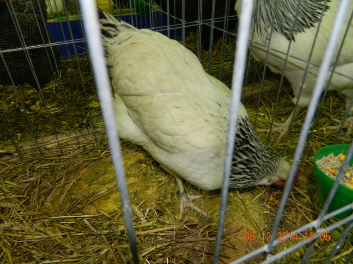 DSCN7724 - Expo Fauna Gorjeana - decembrie 2014