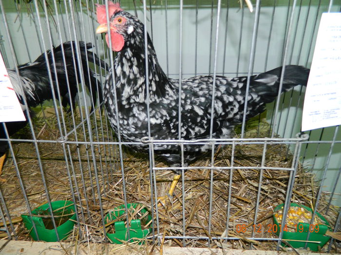 DSCN7749 - Expo Fauna Gorjeana - decembrie 2014