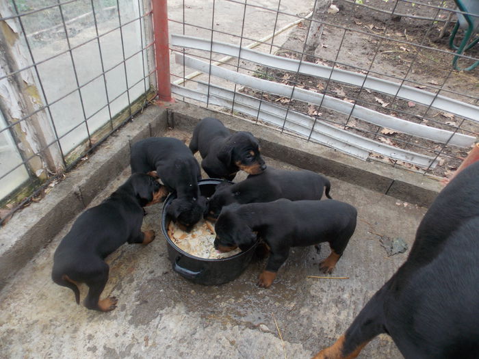 tica hala 460 - Catei 2014 Noiembrie