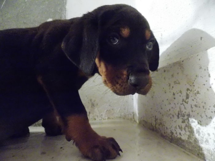 tica hala 005 - Catei 2014 Noiembrie