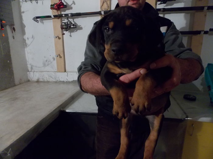 tica hala 009 - Catei 2014 Noiembrie