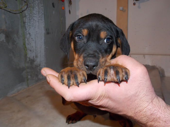 tica hala 033 - Catei 2014 Noiembrie