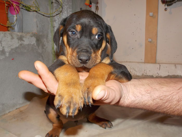 tica hala 034 - Catei 2014 Noiembrie