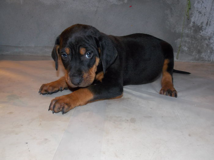 tica hala 036 - Catei 2014 Noiembrie