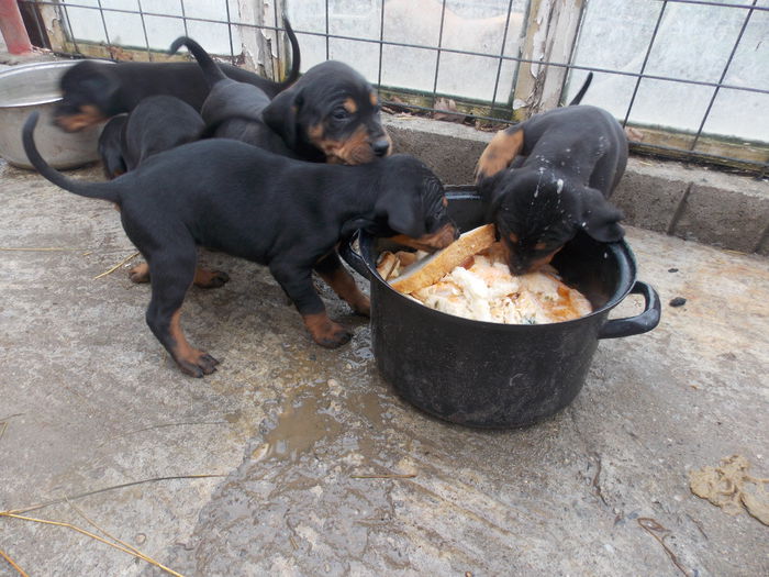 tica hala 438 - Catei 2014 Noiembrie