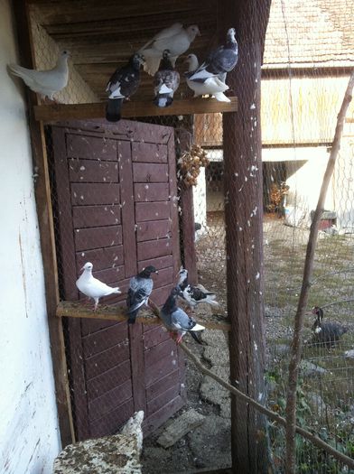 De vanzare - voiajori