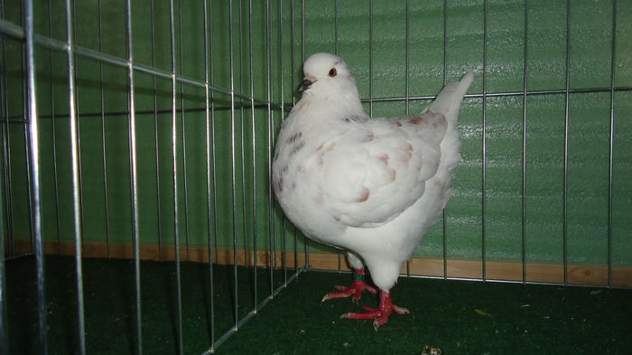 DSC03980