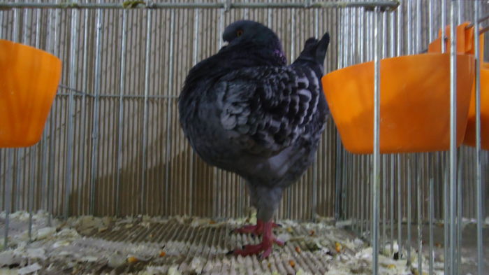 DSC04003