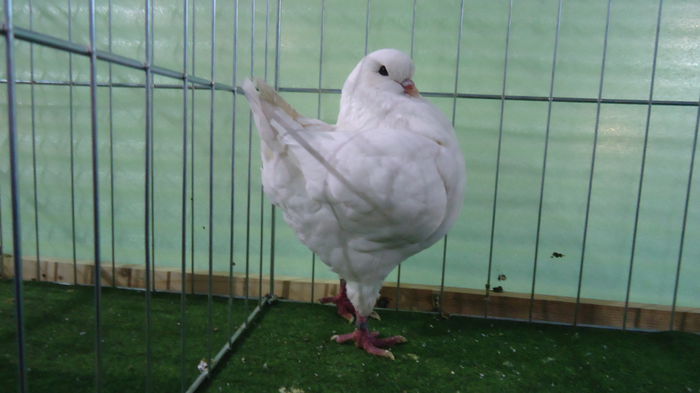DSC04010