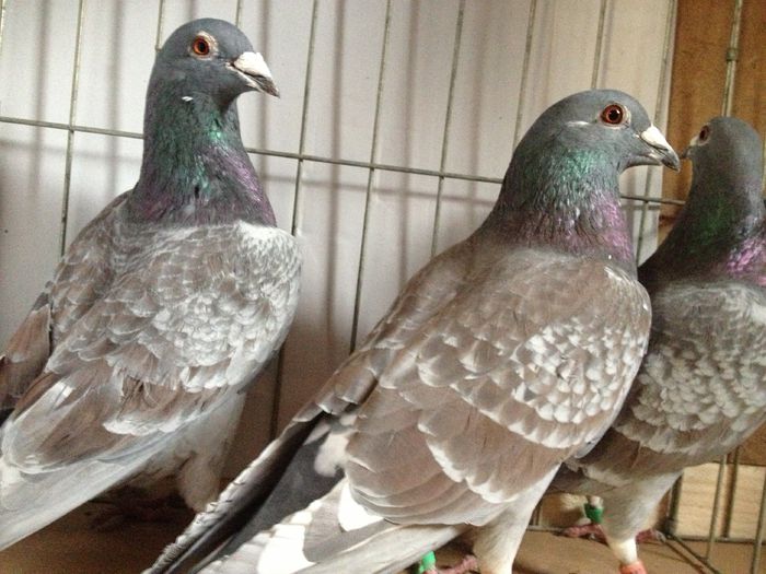 De vânzare 70 lei perechea