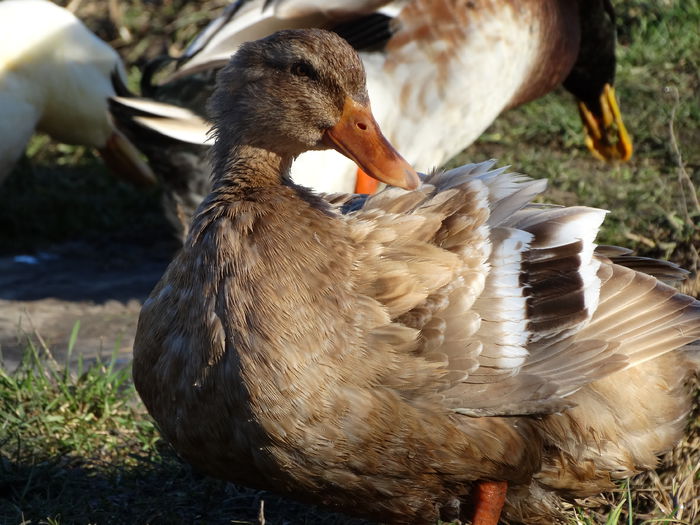 DSC03988 - Rate comune