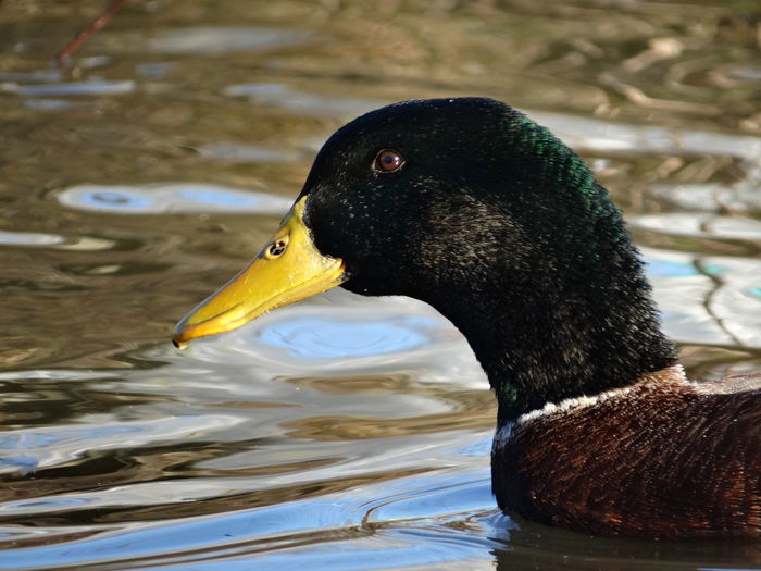 DSC03992 - Rate comune