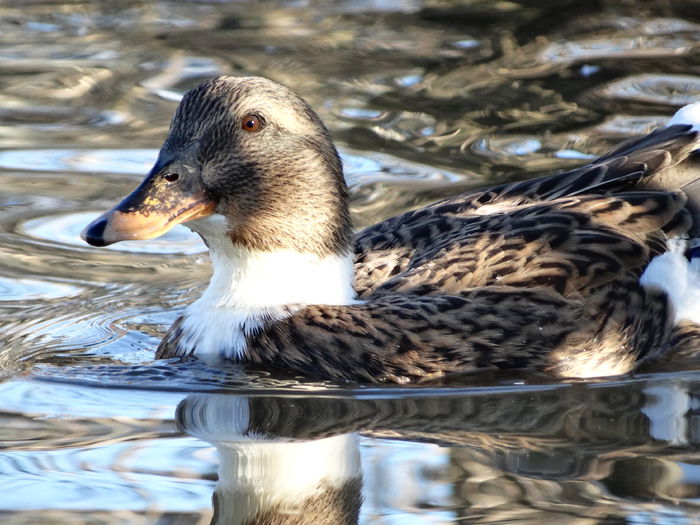 DSC03994 - Rate comune