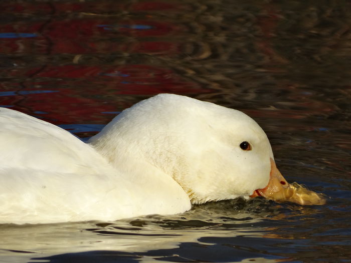 DSC04001 - Rate comune