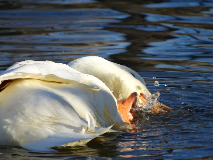 DSC04005 - Rate comune