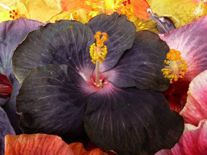 Moorea Road to Inferno - Seminte HIBISCUS TROPICAL de MOOREA noiembrie 2014