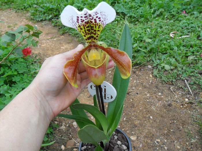 orhidee papucul doamnei