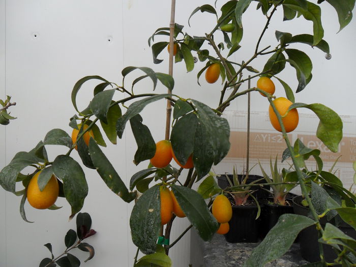 kumquat - Cateva plante din colectia personala din gradina si altele la vanzare