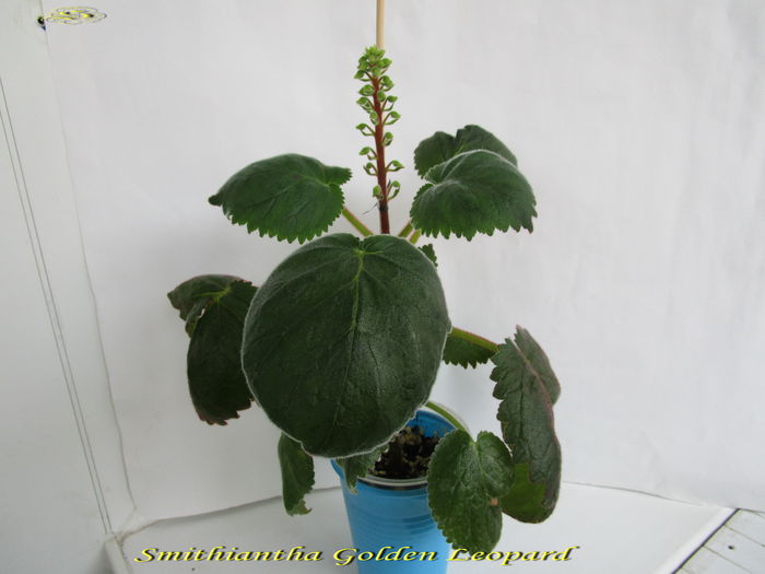 Smithiantha Golden Leopard (16-XII-2014) - Gesneriaceae 2014