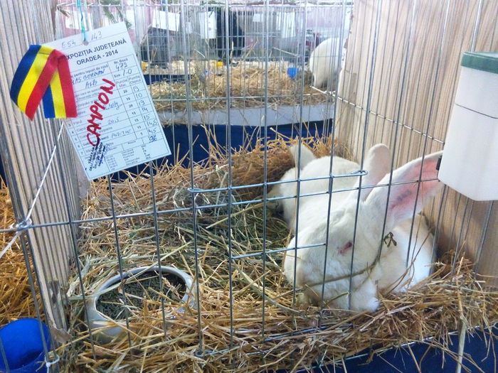 IMG_20141212_153456 - x Expozitie Oradea 2014