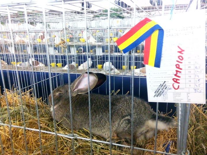IMG_20141212_154451 - x Expozitie Oradea 2014