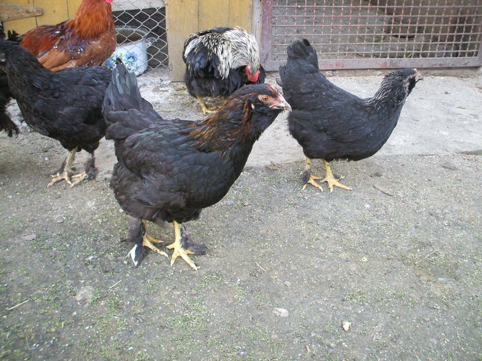 DSCF0349 - VII aceeasi pui la data de 27 noiembrie 2014