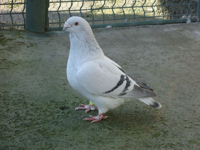 F-2011-553 - 0-VRdF-19-09-2014-24-05-2015