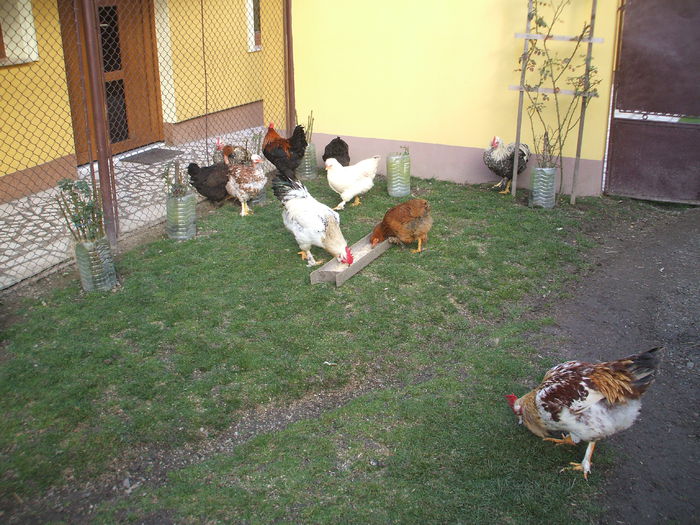 DSCF0384 - VII aceeasi pui la data de 27 noiembrie 2014