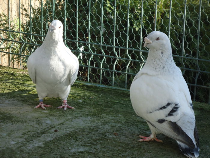 M-2011-10&M-2012-13331