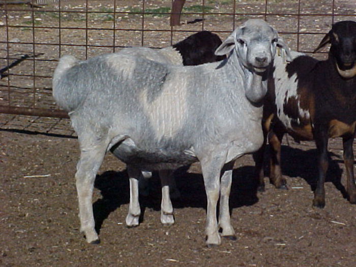 Oi persane-65g - Rase de oi si capre-Poze deosebite-3