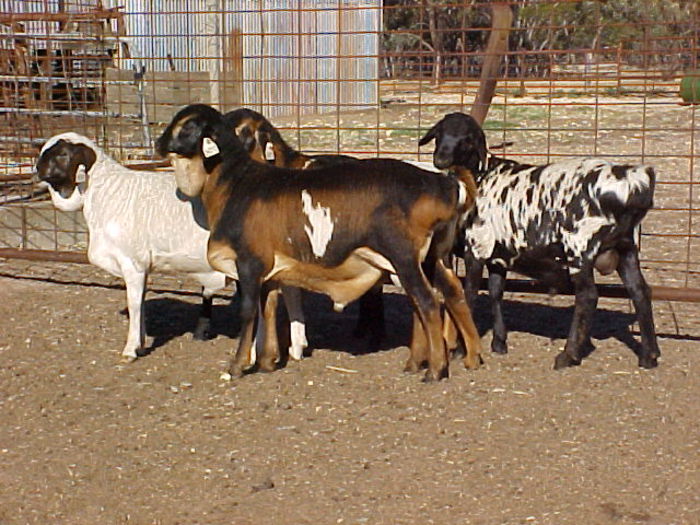 Persian Sheep - Rase de oi si capre-Poze deosebite-3