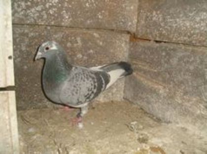 F 2007 YKP - PORUMBEI CARE IAM VANDUT